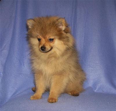 Foxy Spike